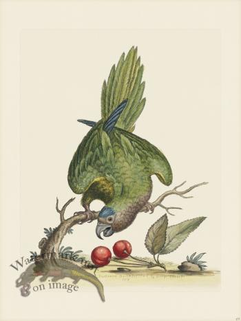 Edwards 177 Brn Throat Parrakeet